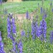 Oměj horský 'Kleiner Ritter' - Aconitum napellus 'Kleiner Ritter'