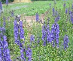 Oměj horský 'Kleiner Ritter' - Aconitum napellus 'Kleiner Ritter'