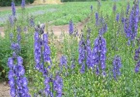 Oměj horský 'Kleiner Ritter'