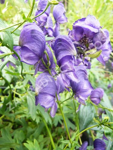 Oměj Henryův - Aconitum henryi