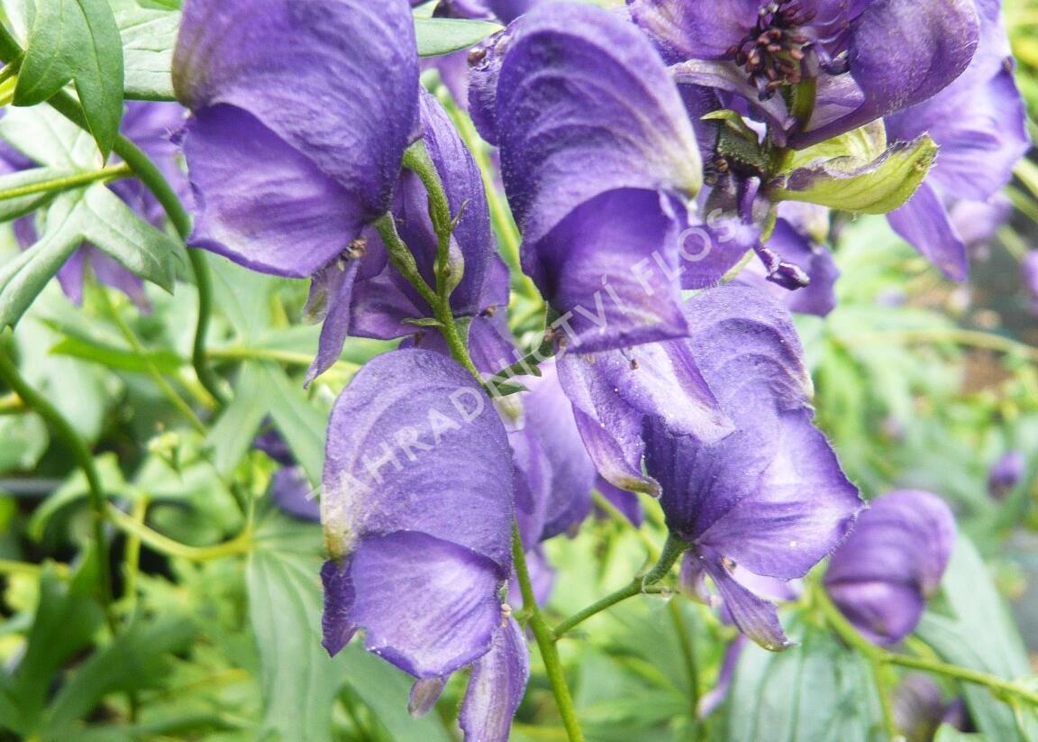 Oměj Henryův - Aconitum henryi
