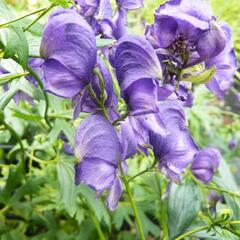 Oměj Henryův - Aconitum henryi