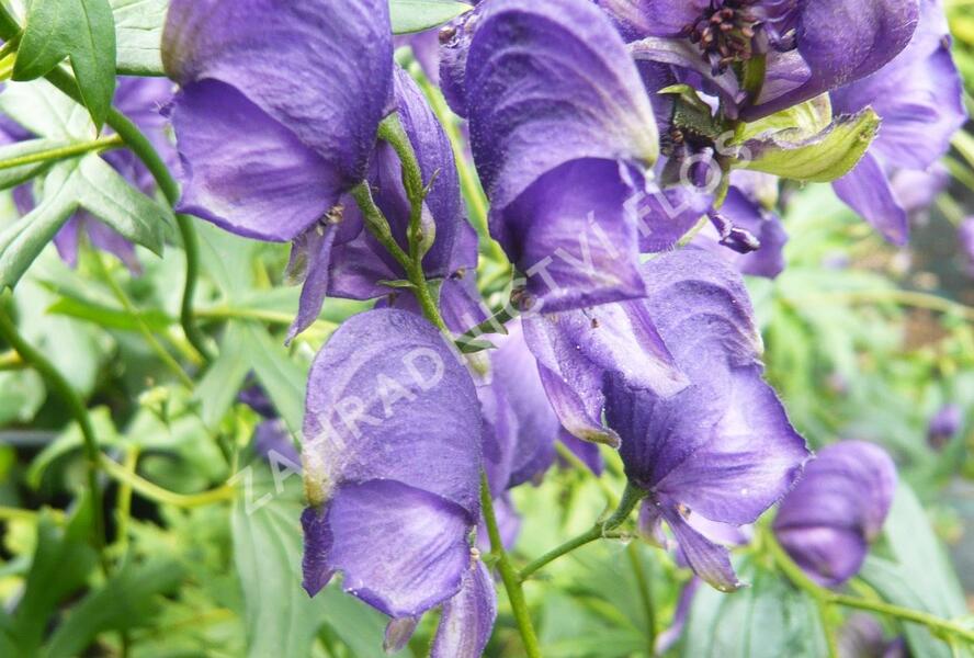 Oměj Henryův - Aconitum henryi