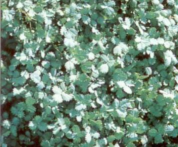 Plazilka Buchananova