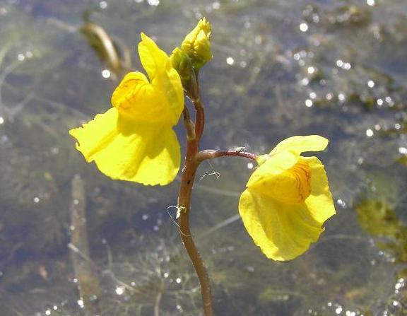 Bublinatka jižní - Utricularia australis