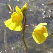 Bublinatka jižní - Utricularia australis