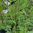 Žluťucha žlutá - Thalictrum flavum
