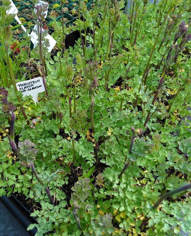 Žluťucha žlutá - Thalictrum flavum