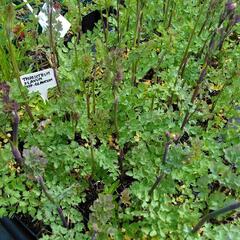 Žluťucha žlutá - Thalictrum flavum