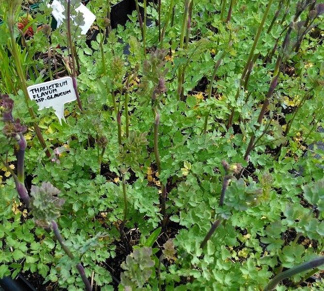 Žluťucha žlutá - Thalictrum flavum