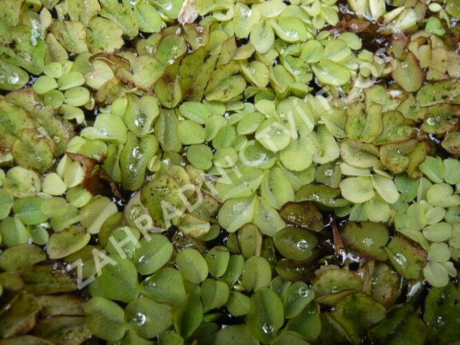 Nepukalka plovoucí - Salvinia natans
