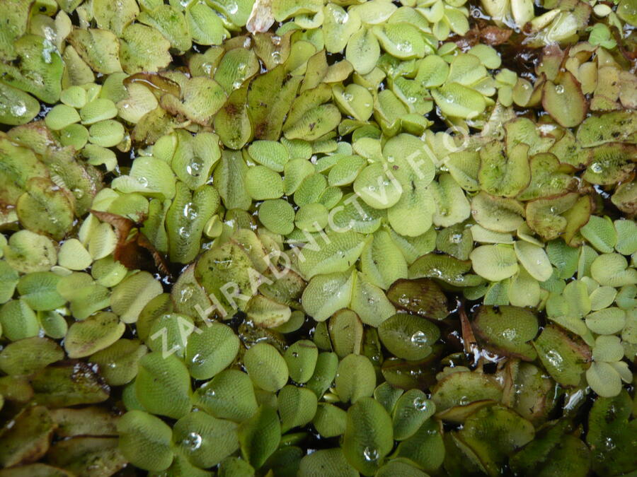 Nepukalka plovoucí - Salvinia natans