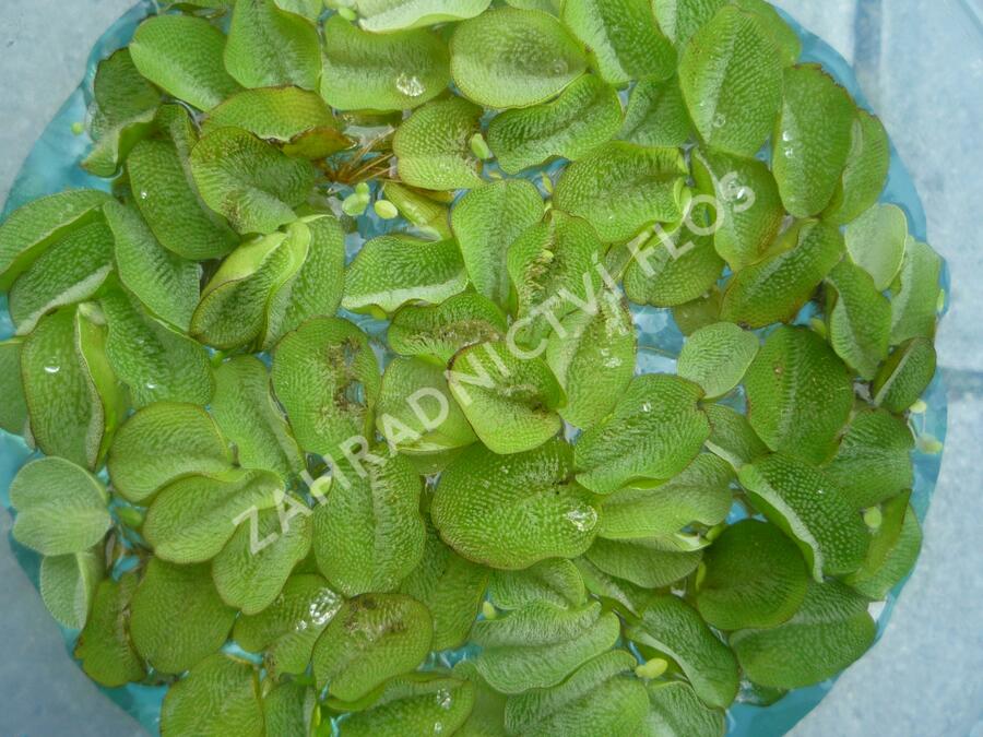 Nepukalka plovoucí - Salvinia natans