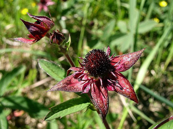 Mochna bahenní - Potentilla palustris