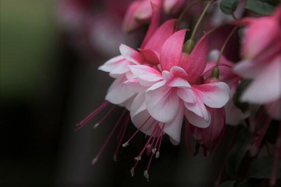 Fuchsie, čílko 'El Camino' - Fuchsia hybrida 'El Camino'