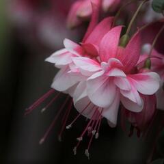 Fuchsie, čílko 'El Camino' - Fuchsia hybrida 'El Camino'