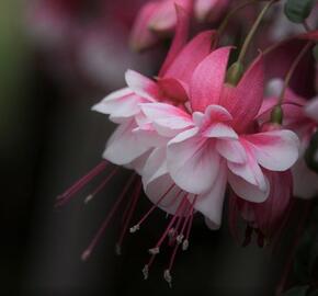 Fuchsie, čílko 'El Camino' - Fuchsia hybrida 'El Camino'