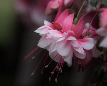 Fuchsie, čílko 'El Camino'