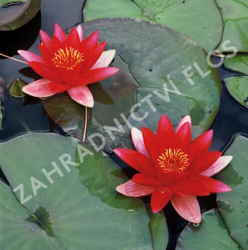 Leknín 'Alba' - Nymphaea 'Alba'