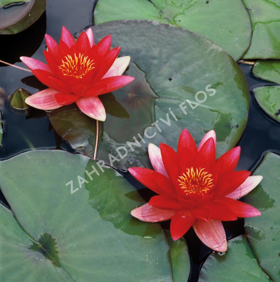 Leknín 'Alba' - Nymphaea 'Alba'