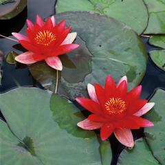 Leknín 'Alba' - Nymphaea 'Alba'