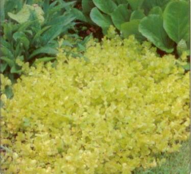 Vrbina penízková 'Aurea' - Lysimachia nummularia 'Aurea'