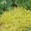 Vrbina penízková 'Aurea' - Lysimachia nummularia 'Aurea'