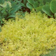 Vrbina penízková 'Aurea' - Lysimachia nummularia 'Aurea'