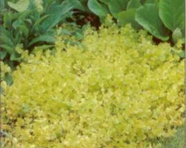 Vrbina penízková 'Aurea'