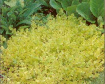 Vrbina penízková 'Aurea'