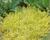 Vrbina penízková 'Aurea'
