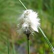 Suchopýr pochvatý - Eriophorum vaginatum