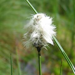 Suchopýr pochvatý - Eriophorum vaginatum