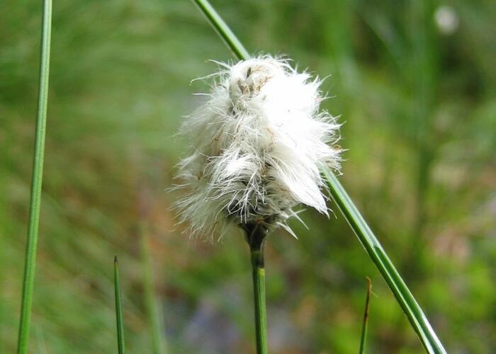 Suchopýr pochvatý - Eriophorum vaginatum