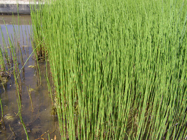 Preslicka Japonska (přesličky japonské, Equisetum hyemale, Přeslička japonská) Preslicka Japonska
