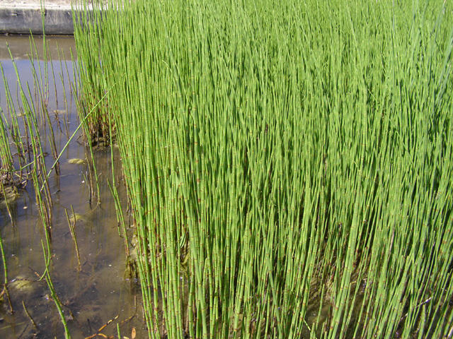 Přeslička japonská - Equisetum japonicum