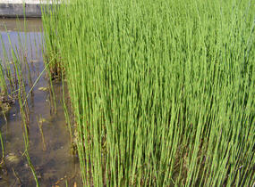 Přeslička japonská - Equisetum japonicum