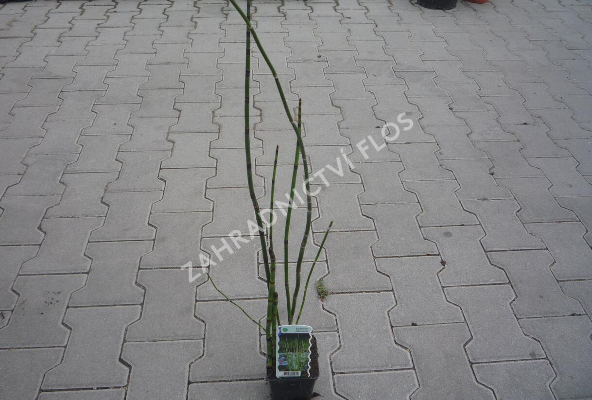 Přeslička japonská - Equisetum japonicum