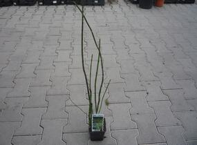 Přeslička japonská - Equisetum japonicum