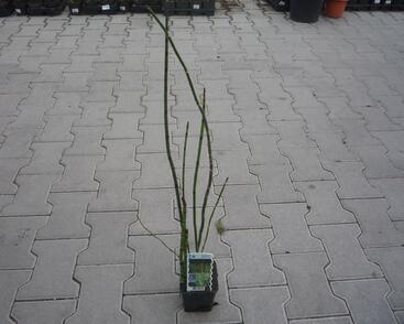 Přeslička japonská