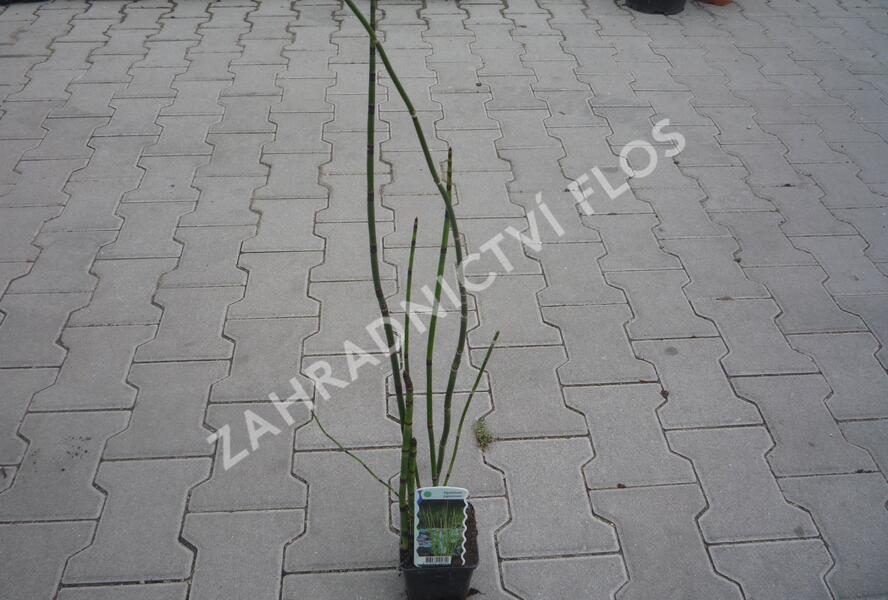 Přeslička japonská - Equisetum japonicum
