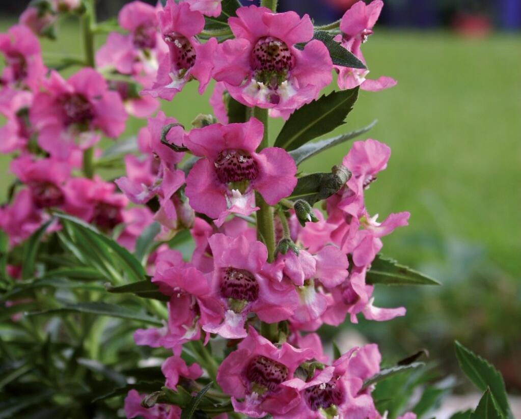 Angelonie 'Paria Pink' - Angelonia gardneri 'Paria Pink'