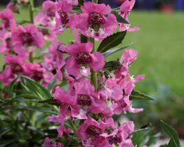 Angelonie 'Paria Pink'