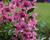 Angelonie 'Paria Pink'