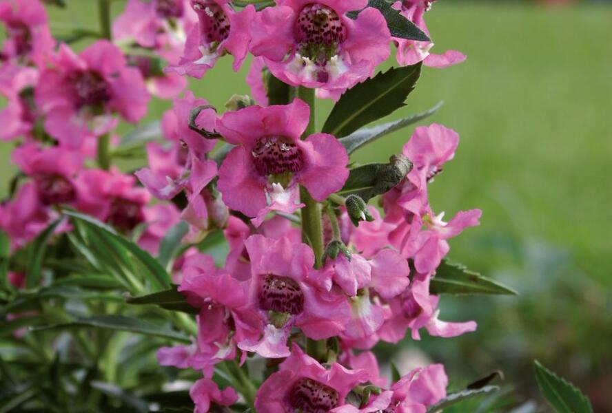 Angelonie 'Paria Pink' - Angelonia gardneri 'Paria Pink'