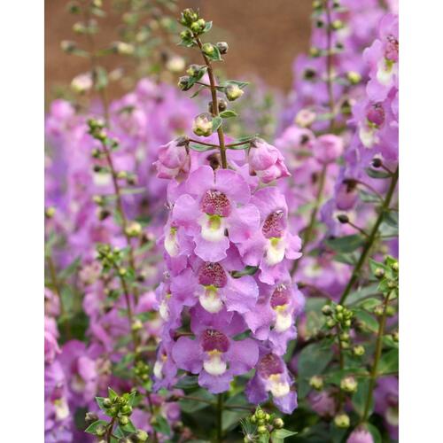 Angelonie 'Paria Blue' - Angelonia gardneri 'Paria Blue'