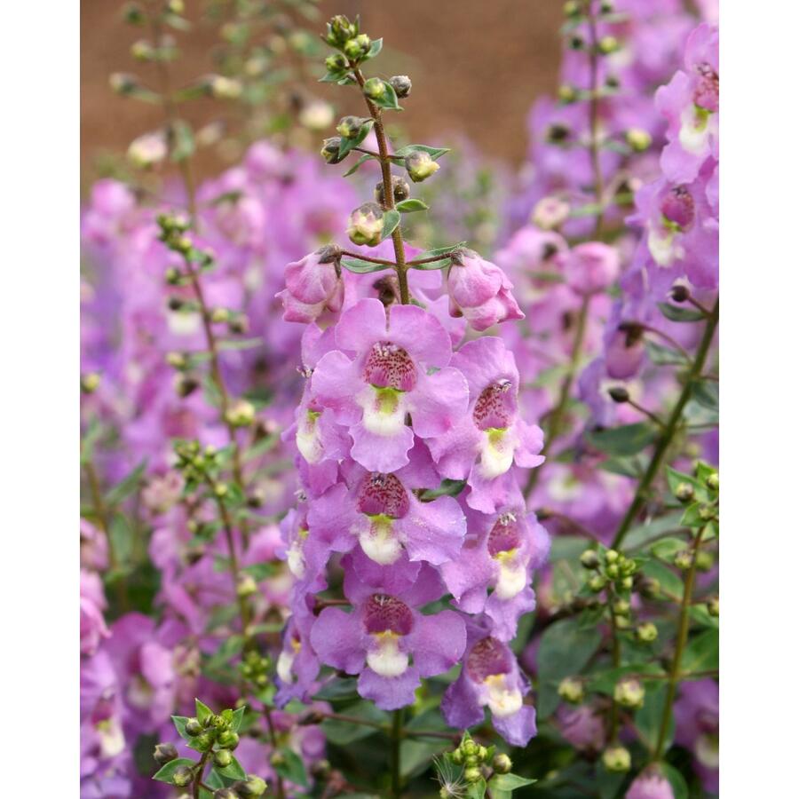 Angelonie 'Paria Blue' - Angelonia gardneri 'Paria Blue'