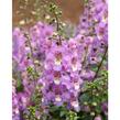 Angelonie 'Paria Blue' - Angelonia gardneri 'Paria Blue'
