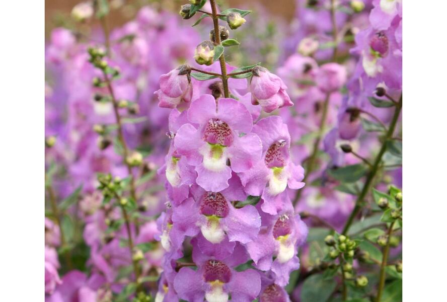 Angelonie 'Paria Blue' - Angelonia gardneri 'Paria Blue'