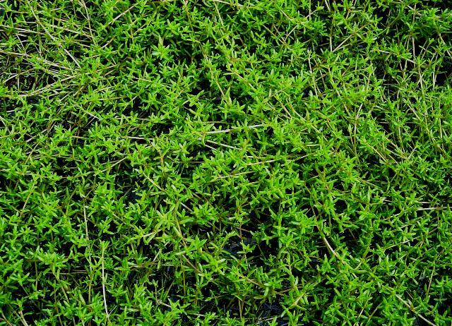 Tlustice zakřivená - Crassula recurva